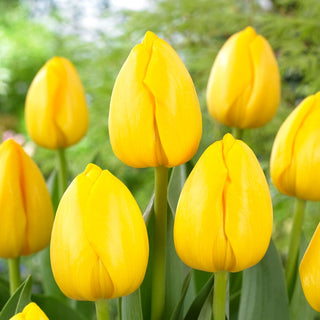 Tulipano - Novi Sun - Tulipa - Bellezza primaverile in colore solare - 5 bulbi