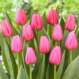Tulipano - Big Love - Tulipa - Perfettamente verticale per recisi - 5 bulbi