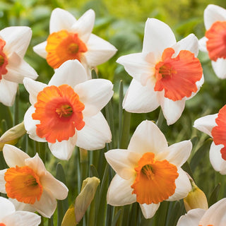 Narciso - Chromacolor - Narcissus - Contrasto deciso nelle aiuole - 5 bulbi