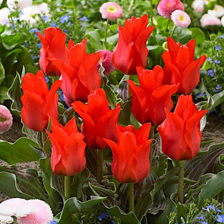 Tulipano - Red Riding Hood - Tulipa - Tulipani compatti e piccoli - 5 bulbi