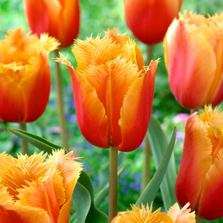 Tulipano - Lambada - Tulipa - Esplosione di colori caldi in giardino - 5 bulbi