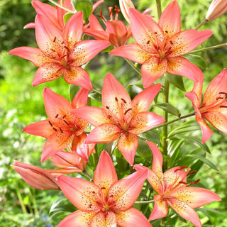 Giglio asiatico - Trogon - Lilium - Ideale per vasi - Freschezza prolungata