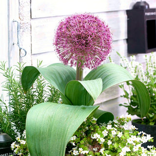 Allium - Red Giant - Ideale per giardini rocciosi