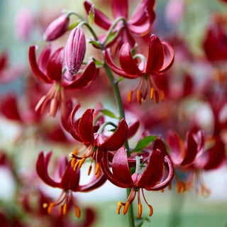 Giglio martagone - Rosso - Lilium - Decorazione rosso intenso per aiuole