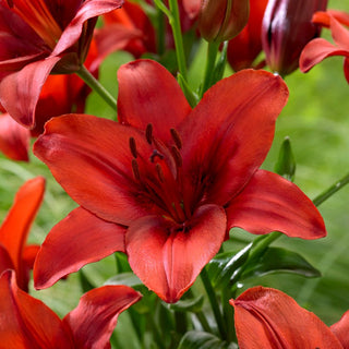Giglio asiatico - Red Highland - Lilium - Rosso intenso in estate in giardino