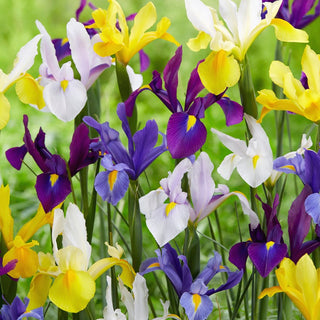 Iris hollandica - Mix - Mosaico colorato di fiori estivi - 10 bulbi
