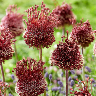 Allium - Red Mohican - Fiori rossi su steli robusti