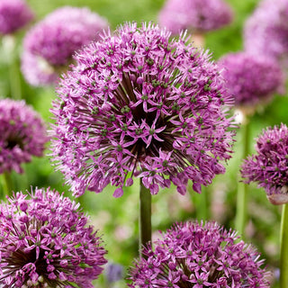 Allium - Ostara - Resistente alle condizioni variabili