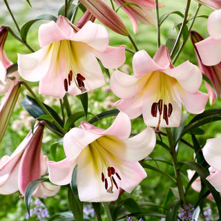 Giglio arboreo - Eastern Moon - Lilium - Fiori pastello su steli alti
