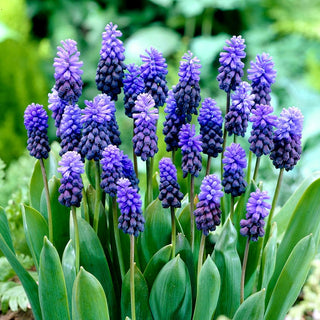 Muscari latifolium - Cespugli ricchi di leggerezza e grazia - 10 bulbi