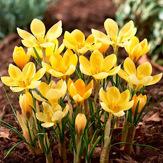 Crocus - Romance - Accento dorato in giardino - 10 bulbi