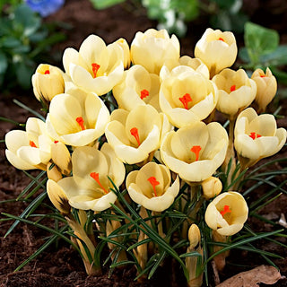 Crocus - Cream Beauty - Delicata brezza di primavera - 10 bulbi
