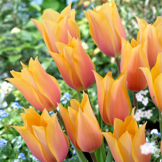 Tulipano - Blushing Lady - Tulipa - Colori vivaci, effetto unico - 5 bulbi
