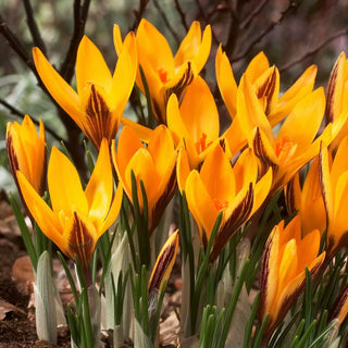 Crocus - angustifolius - Tonalità solare, dona fascino - 10 bulbi