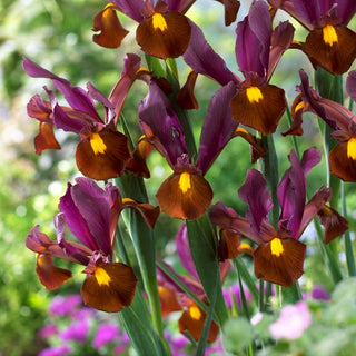 Iris hollandica - Red Ember - Varietà dal colore caldo e intenso - 10 bulbi