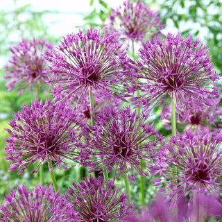 Allium - Purple Rain - Accento unico nell'aiuola - 3 bulbi