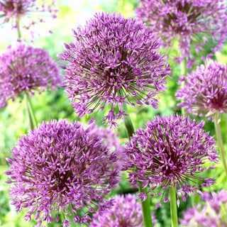 Allium - Jackpot - Tocco unico in giardino