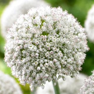 Allium - Ping Pong - Sfere soffici e delicate - 5 bulbi