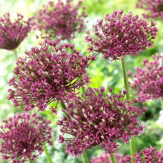 Allium - Magic - Fiori viola a sfera