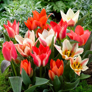 Tulipano greigii - Mix - Tulipa - Mosaico primaverile colorato - 5 bulbi