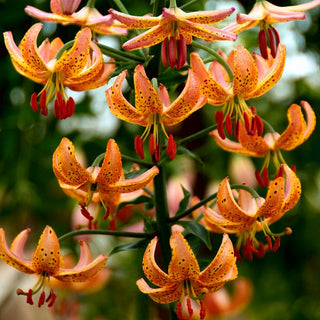 Giglio martagone - Arancione - Lilium - Fiore slanciato dal fascino esotico