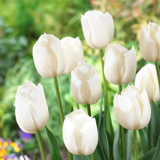 Tulipano - Bianco - Tulipa - Elegante accento, fiore spettacolare - 5 bulbi