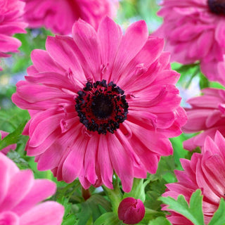 Anemone a fiore doppio - Admiral - Decorazione vivace per aiuole e giardini - 8 bulbi