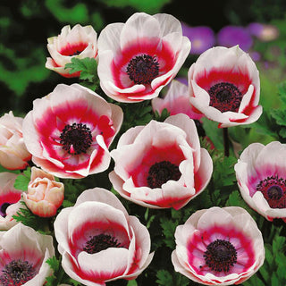 Anemone - De Caen - Bicolor - Fiori bicolori pittoreschi - 8 bulbi