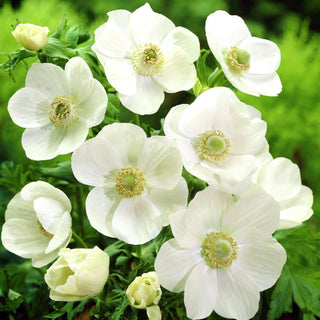 Anemone - Bride - Cespugli delicati, fiori bianchi come la neve - 8 bulbi