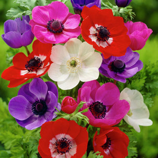 Anemone - Miscela di colori - Toni vivaci in ogni aiuola - 8 bulbi