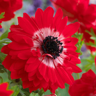 Anemone a fiore doppio - Governor - Cespugli densi e decorativi di lunga durata - 8 bulbi