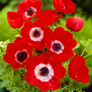 Anemone - Hollandia - Blu intenso e spettacolare - 8 bulbi