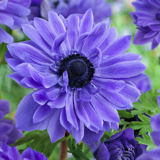 Anemone a fiore doppio - Lord Lieutenant - Fiori doppi, fioritura abbondante - 8 bulbi