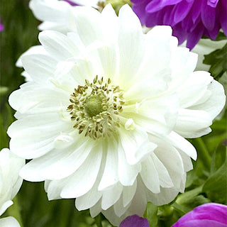 Anemone a fiore doppio - Mount Everest - Elegante ornamento, fiore resistente - 8 bulbi