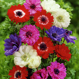 Anemone a fiore doppio - Miscela di colori - Decorazione colorata per aiuole primaverili - 8 bulbi