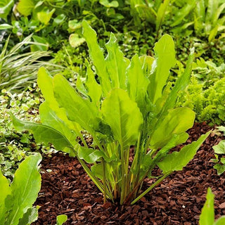 Acetosa Belleville - Precoce e resistente a crescita rapida - Busta Gigante - 500 g